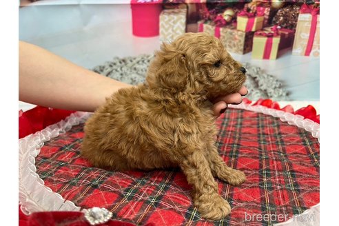 成約済の広島県のタイニープードル-278375の16枚目