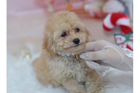 成約済の埼玉県のタイニープードル-280725の5枚目