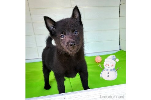 成約済の茨城県のスキッパーキ-274879の21枚目