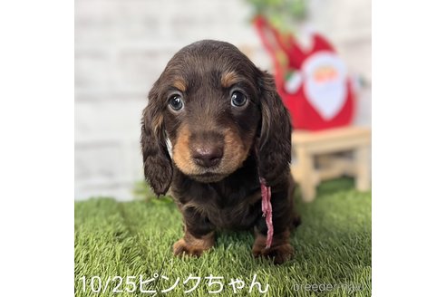 成約済の埼玉県のミニチュアダックスフンド(ロングヘアード)-280733の9枚目