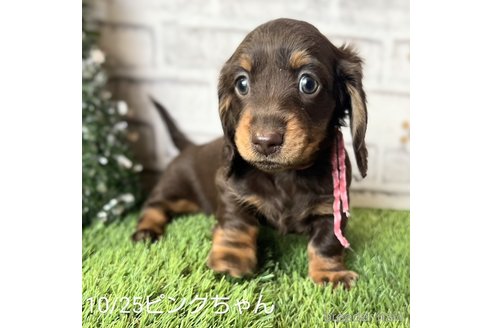 成約済の埼玉県のミニチュアダックスフンド(ロングヘアード)-280733の7枚目