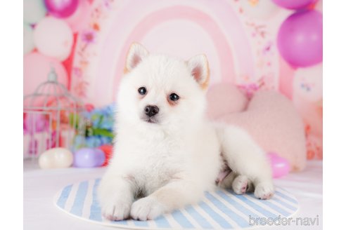 成約済の東京都のミックス犬-280739の9枚目