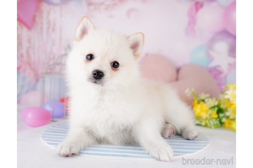 成約済の東京都のミックス犬-280740