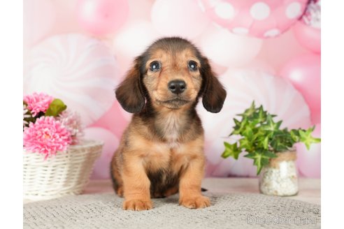 成約済の千葉県のミニチュアダックスフンド(ロングヘアード)-280757の3枚目