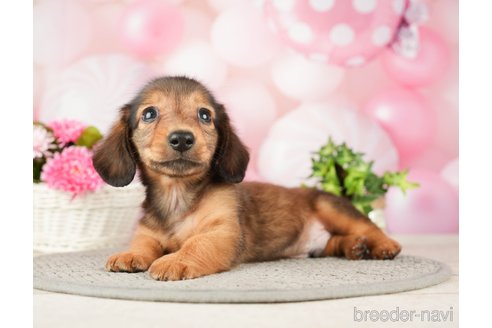 成約済の千葉県のミニチュアダックスフンド(ロングヘアード)-280757の4枚目