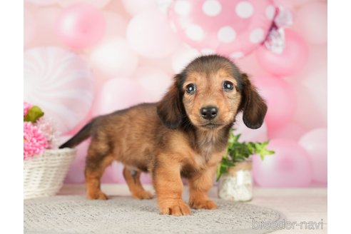 成約済の千葉県のミニチュアダックスフンド(ロングヘアード)-280757の5枚目