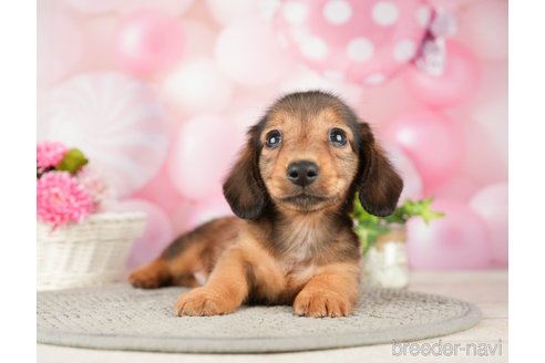 成約済の千葉県のミニチュアダックスフンド(ロングヘアード)-280757