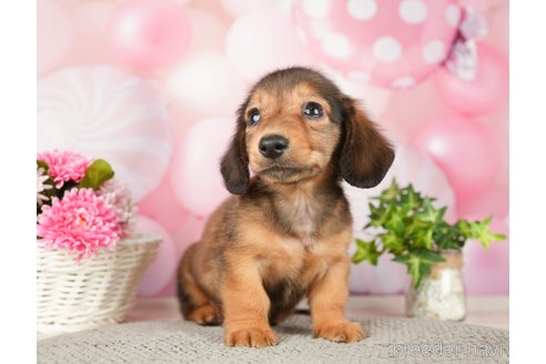成約済の千葉県のミニチュアダックスフンド(ロングヘアード)-280757の2枚目