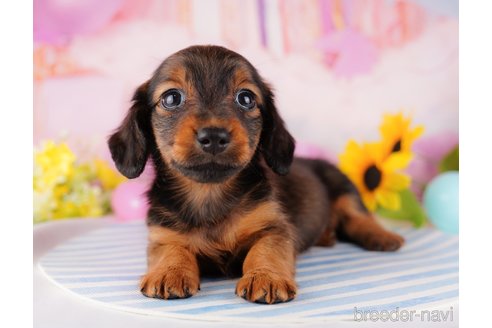 成約済の千葉県のミニチュアダックスフンド(ロングヘアード)-280761