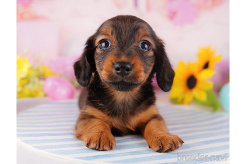 成約済の千葉県のミニチュアダックスフンド(ロングヘアード)-280761の4枚目