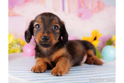 成約済の千葉県のミニチュアダックスフンド(ロングヘアード)-280761の5枚目