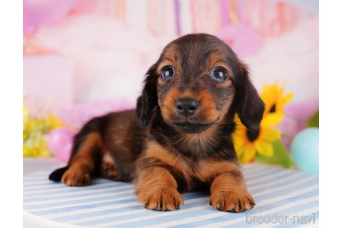 成約済の千葉県のミニチュアダックスフンド(ロングヘアード)-280761の6枚目