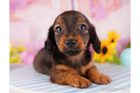 成約済の千葉県のミニチュアダックスフンド(ロングヘアード)-280761の7枚目