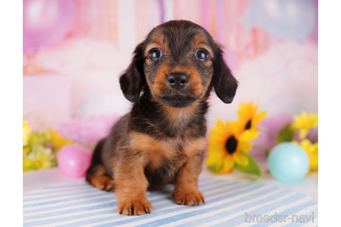 成約済の千葉県のミニチュアダックスフンド(ロングヘアード)-280761の8枚目