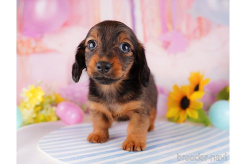 成約済の千葉県のミニチュアダックスフンド(ロングヘアード)-280761の9枚目