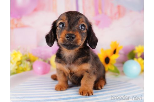 成約済の千葉県のミニチュアダックスフンド(ロングヘアード)-280761の3枚目