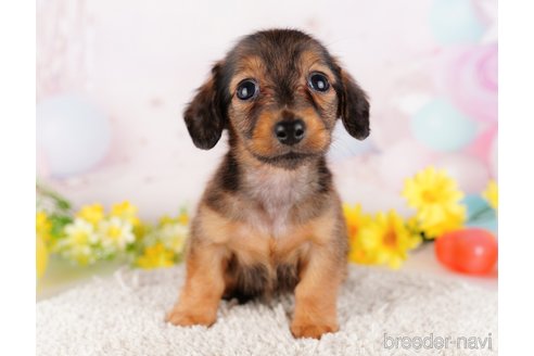 成約済の千葉県のミニチュアダックスフンド(ロングヘアード)-280763