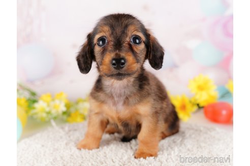 成約済の千葉県のミニチュアダックスフンド(ロングヘアード)-280763の9枚目