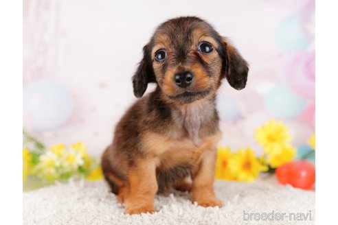 成約済の千葉県のミニチュアダックスフンド(ロングヘアード)-280763の10枚目