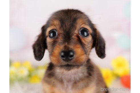 成約済の千葉県のミニチュアダックスフンド(ロングヘアード)-280763の5枚目