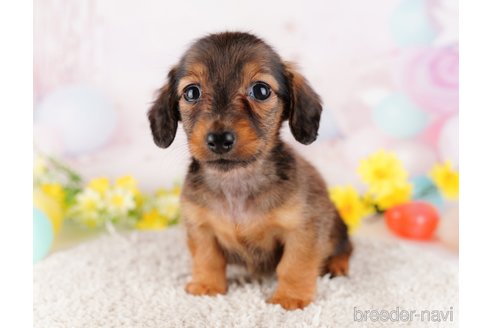 成約済の千葉県のミニチュアダックスフンド(ロングヘアード)-280763の6枚目