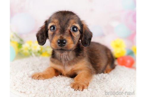 成約済の千葉県のミニチュアダックスフンド(ロングヘアード)-280763の7枚目