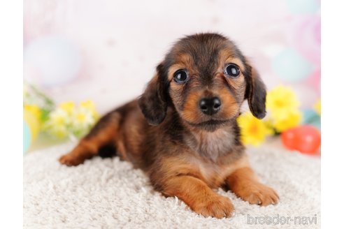 成約済の千葉県のミニチュアダックスフンド(ロングヘアード)-280763の8枚目