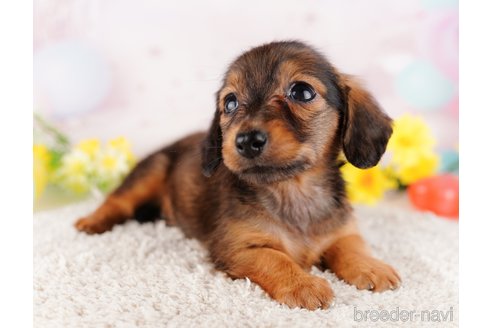 成約済の千葉県のミニチュアダックスフンド(ロングヘアード)-280763の3枚目