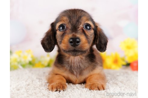 成約済の千葉県のミニチュアダックスフンド(ロングヘアード)-280763の4枚目