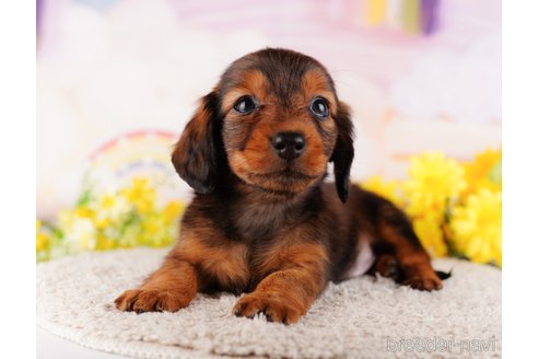 成約済の千葉県のミニチュアダックスフンド(ロングヘアード)-280766の1枚目