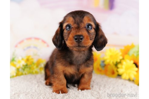 成約済の千葉県のミニチュアダックスフンド(ロングヘアード)-280766の8枚目