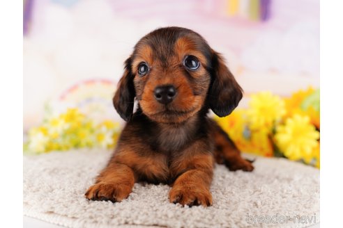 成約済の千葉県のミニチュアダックスフンド(ロングヘアード)-280766の9枚目