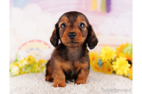 成約済の千葉県のミニチュアダックスフンド(ロングヘアード)-280766の10枚目