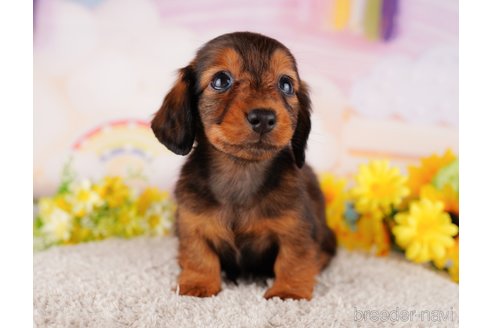 成約済の千葉県のミニチュアダックスフンド(ロングヘアード)-280766の6枚目