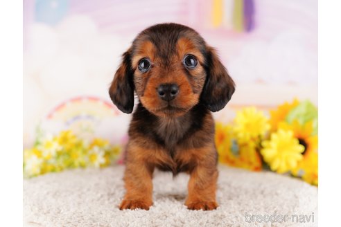 成約済の千葉県のミニチュアダックスフンド(ロングヘアード)-280766の3枚目