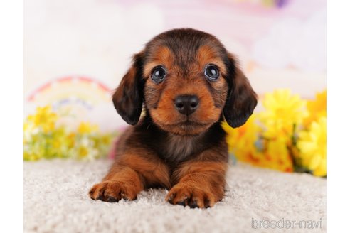 成約済の千葉県のミニチュアダックスフンド(ロングヘアード)-280766の5枚目