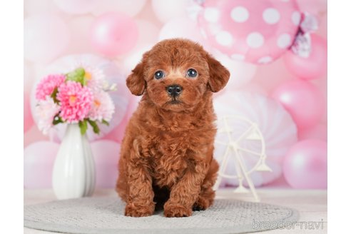 成約済の千葉県のトイプードル-280767