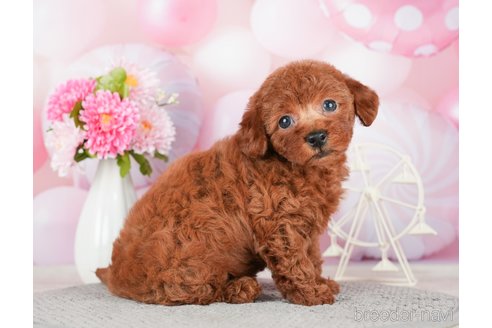 成約済の千葉県のトイプードル-280767の7枚目