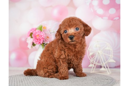 成約済の千葉県のトイプードル-280767の8枚目