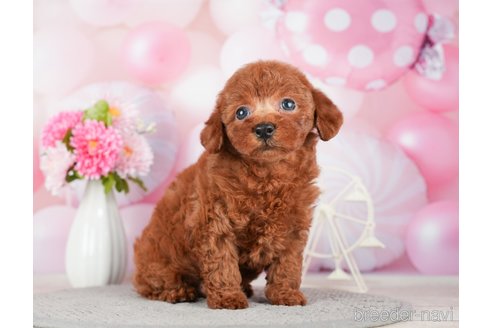 成約済の千葉県のトイプードル-280767の9枚目