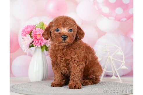 成約済の千葉県のトイプードル-280767の10枚目