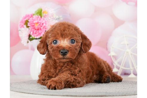 成約済の千葉県のトイプードル-280767の6枚目