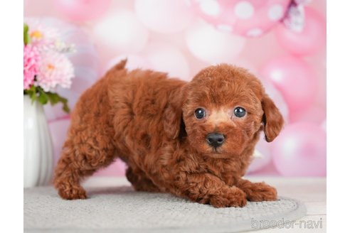 成約済の千葉県のトイプードル-280767の2枚目