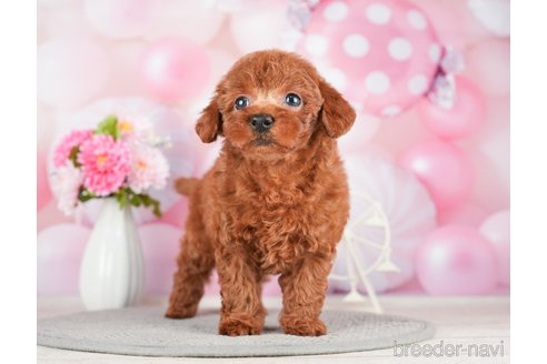 成約済の千葉県のトイプードル-280767の3枚目