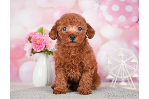 成約済の千葉県のトイプードル-280767の4枚目