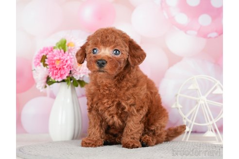 成約済の千葉県のトイプードル-280767の5枚目