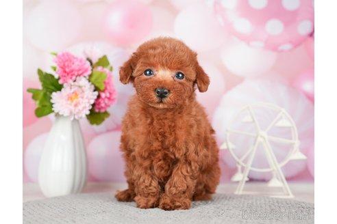 成約済の千葉県のトイプードル-280768の9枚目