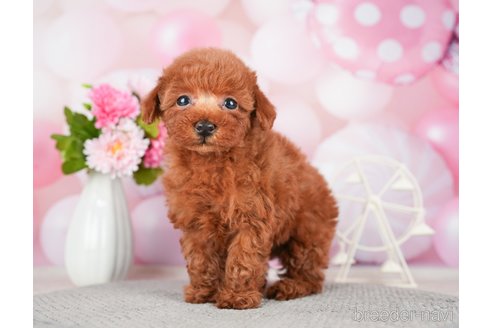 成約済の千葉県のトイプードル-280768の8枚目