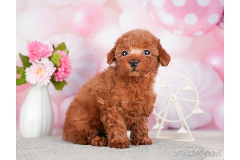 成約済の千葉県のトイプードル-280768の7枚目