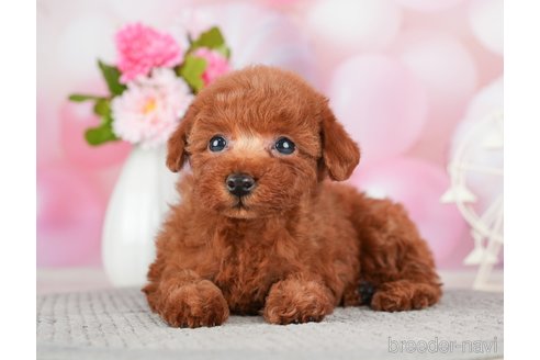 成約済の千葉県のトイプードル-280768